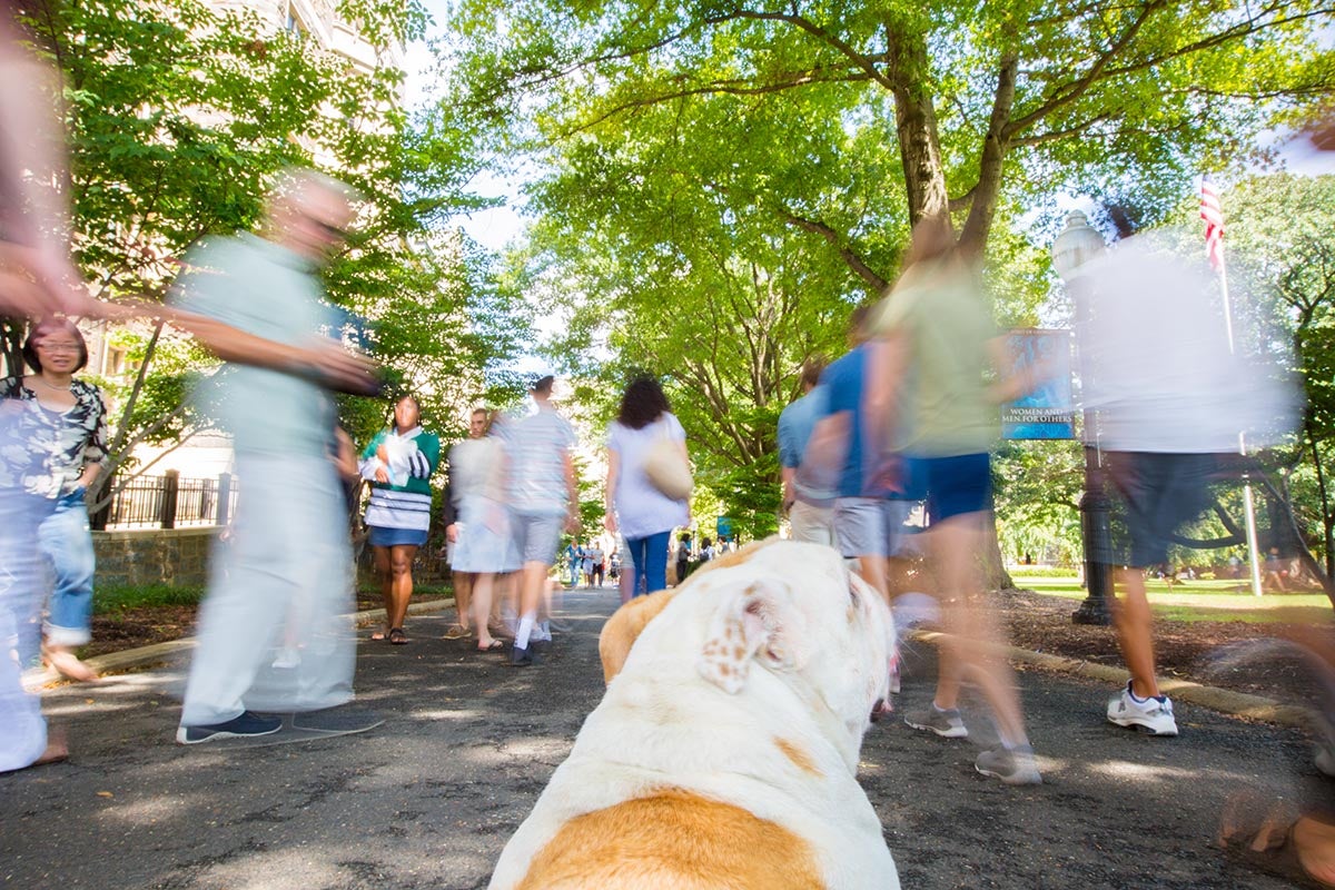Jack the Bulldog looks around at a crowd of people
